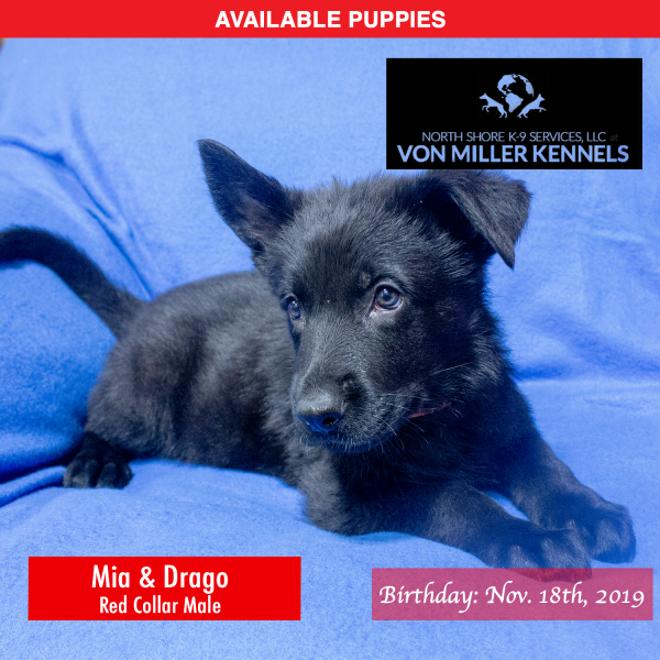 Von-Miller-Kennels_Puppies-German-Shepherds-11-18-2019-litter-Red-Male-7